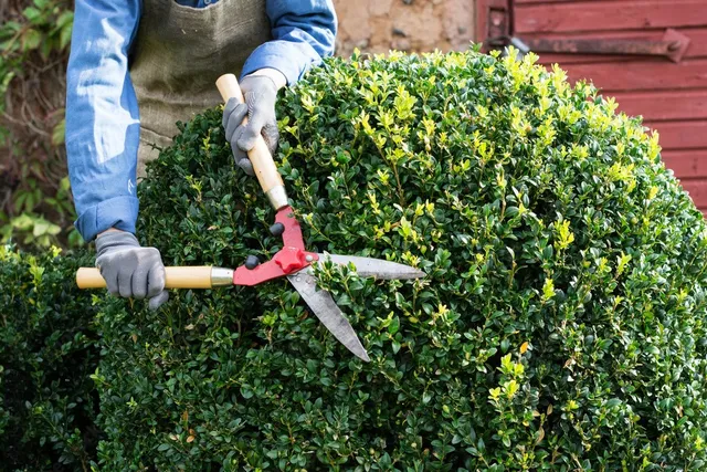 Shrub Trimming in New Providence